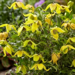 Clematis Little Lemons ('Zo14100') (PBR) -Plant Verdant Sales pl2000033527 card5 lg