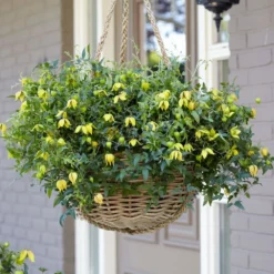 Clematis Little Lemons ('Zo14100') (PBR) -Plant Verdant Sales pl2000033527 card6 lg