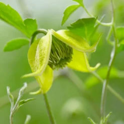 Clematis Little Lemons ('Zo14100') (PBR) -Plant Verdant Sales pl2000033527 card8 lg