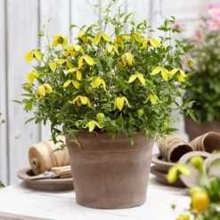 Clematis Little Lemons ('Zo14100') (PBR) -Plant Verdant Sales pl2000033527 card9 lg