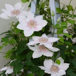 Clematis Corinne ('Evipo063') (PBR) (Boulevard Series) -Plant Verdant Sales pl2000033535 card3 lg