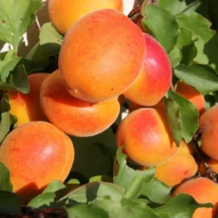 Apricot 'Tomcot'