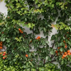 Plant Verdant Sales -Plant Verdant Sales pl2000036817 card2 lg