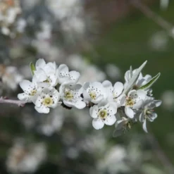 Pyrus Salicifolia 'Pendula' -Plant Verdant Sales pl2000036892 card3 lg