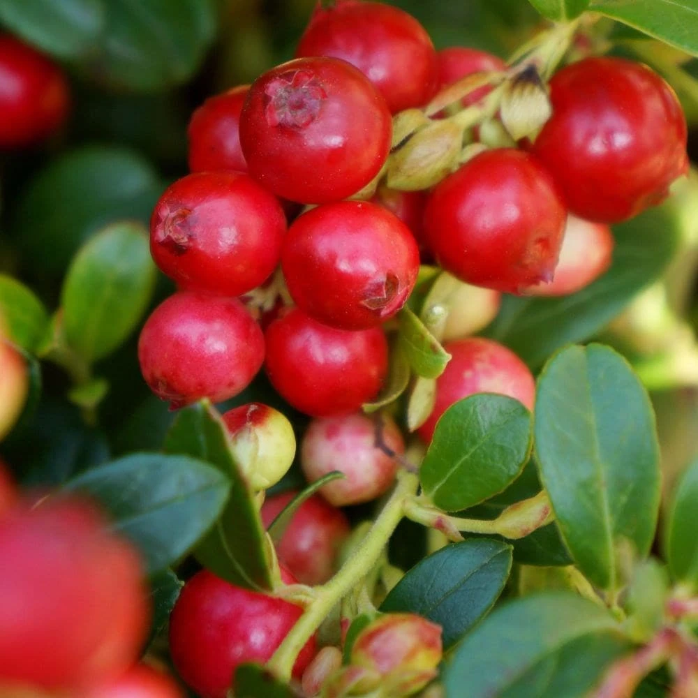 Lingonberry Fireballs ('Lirome') (PBR) 2 Lingonberry Fireballs ('Lirome') (PBR) - Image 2