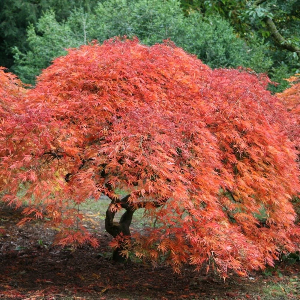 Acer Palmatum 'Dissectum' 2 Acer Palmatum 'Dissectum' - Image 2