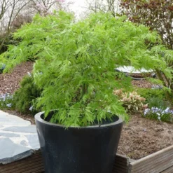 Acer Palmatum 'Dissectum' 7 Acer Palmatum 'Dissectum' -Plant Verdant Sales pl2000037215 card3 lg