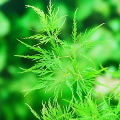 Acer Palmatum 'Dissectum' 9 Acer Palmatum 'Dissectum' -Plant Verdant Sales pl2000037215 card5 lg