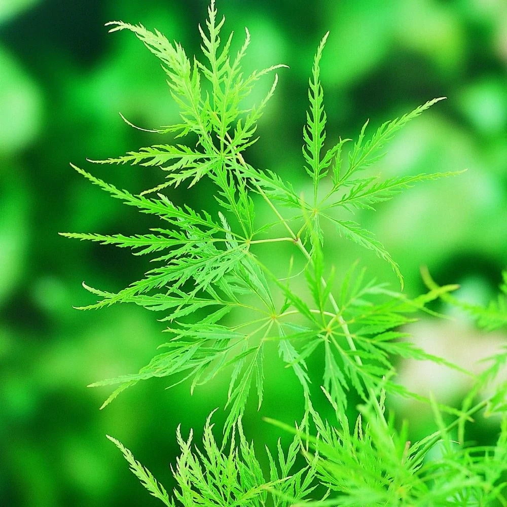 Acer Palmatum 'Dissectum' 5 Acer Palmatum 'Dissectum' - Image 5