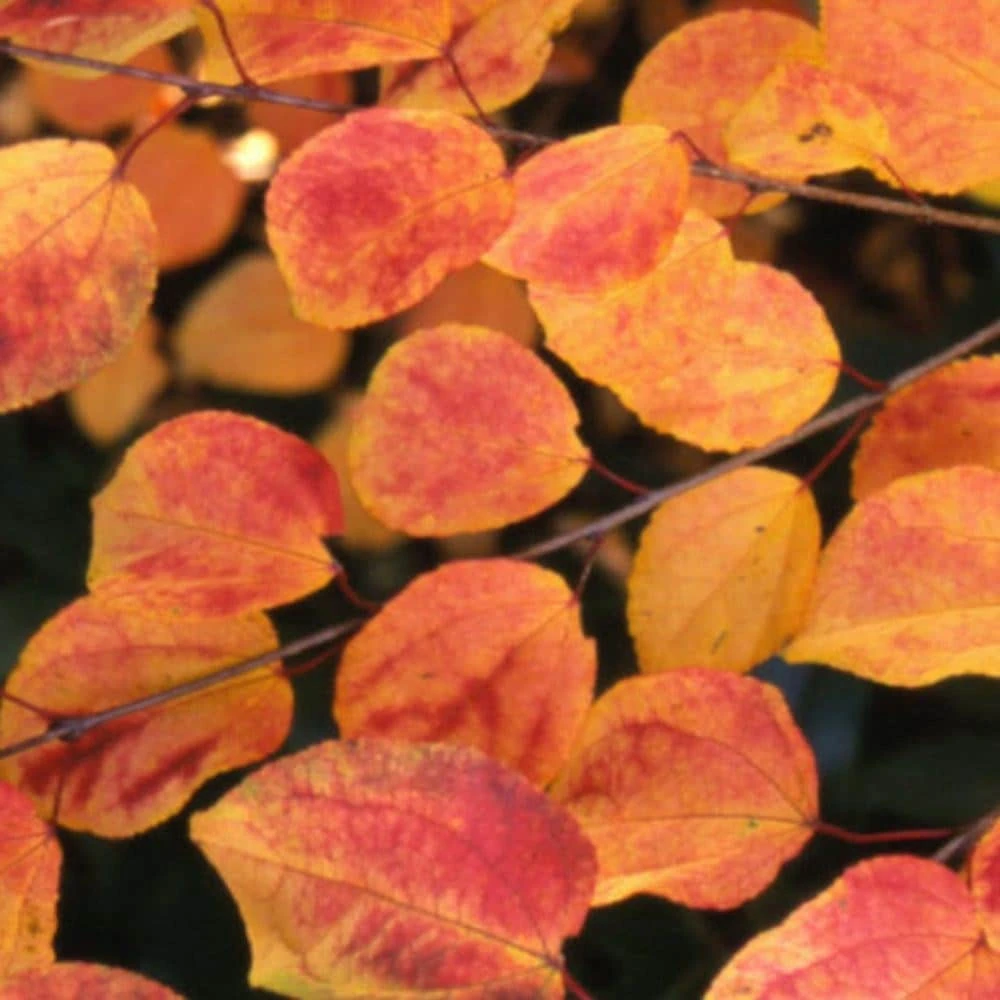 Cercidiphyllum Japonicum 3 Cercidiphyllum Japonicum - Image 3