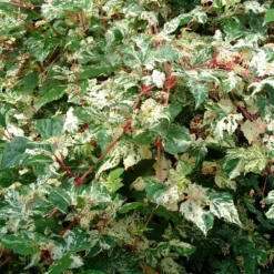 Ampelopsis Brevipedunculata 'Elegans' -Plant Verdant Sales pl2000037432 card3 lg