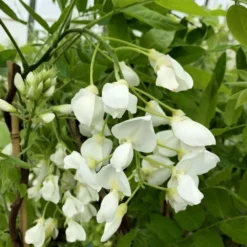 Wisteria Brachybotrys F. Albiflora 'Shiro-kapitan' 5 Wisteria Brachybotrys F. Albiflora 'Shiro-kapitan' -Plant Verdant Sales pl2000037435 card3 lg
