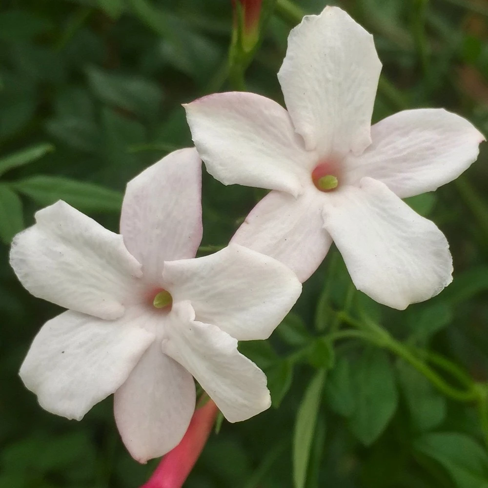 Jasminum Officinale 'Inverleith' 2 Jasminum Officinale 'Inverleith' - Image 2