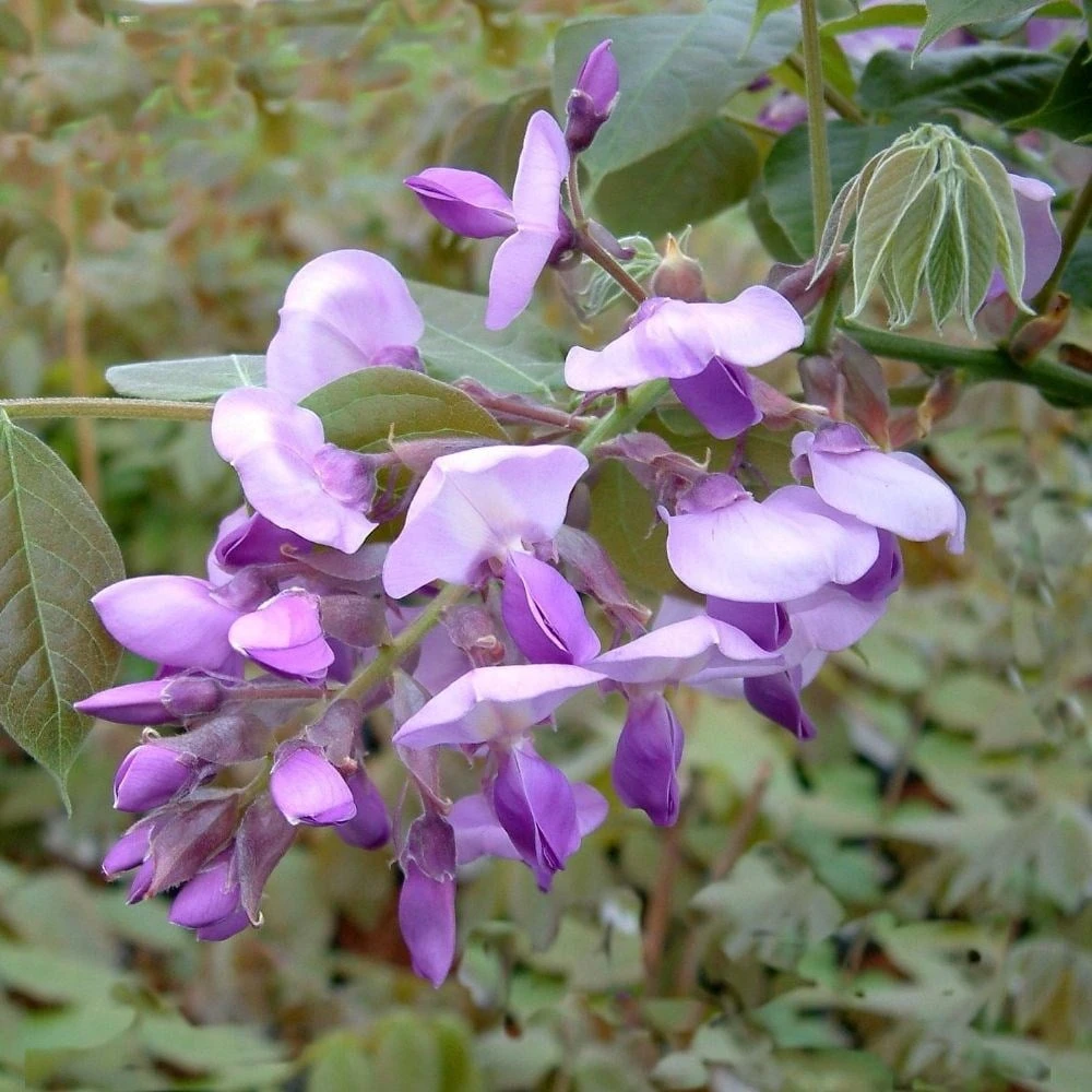 Wisteria Brachybotrys 'Okayama' 2 Wisteria Brachybotrys 'Okayama' - Image 2