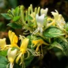 Lonicera Japonica 'Horwood Gem'