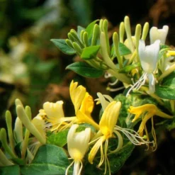 Lonicera Japonica 'Horwood Gem' -Plant Verdant Sales pl2000037444 card3 lg