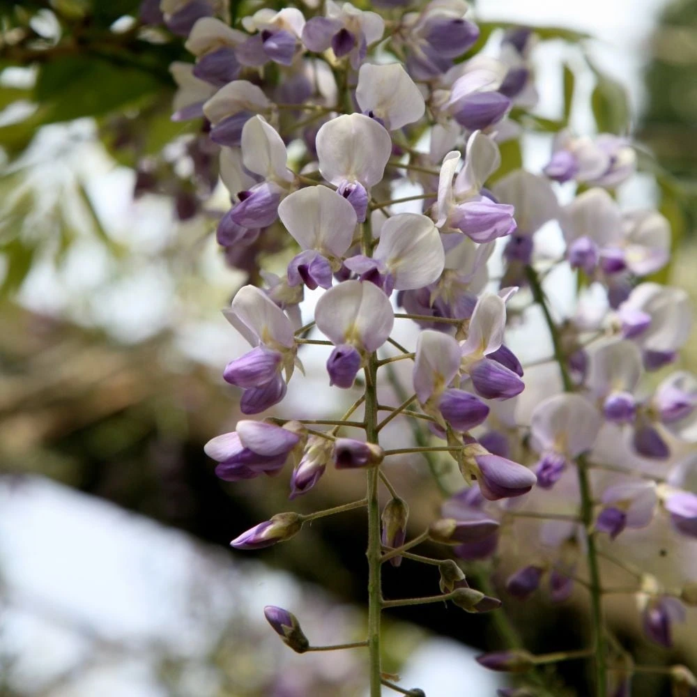 Wisteria Floribunda 'Harlequin' 2 Wisteria Floribunda 'Harlequin' - Image 2