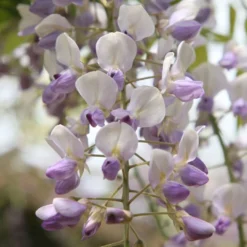 Wisteria Floribunda 'Harlequin' 5 Wisteria Floribunda 'Harlequin' -Plant Verdant Sales pl2000037594 card3 lg