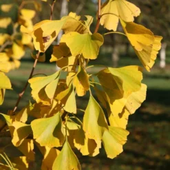 Ginkgo Biloba -Plant Verdant Sales pl2000037713 card3 lg