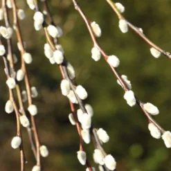 Salix Caprea 'Kilmarnock' -Plant Verdant Sales pl2000038529 card4 lg