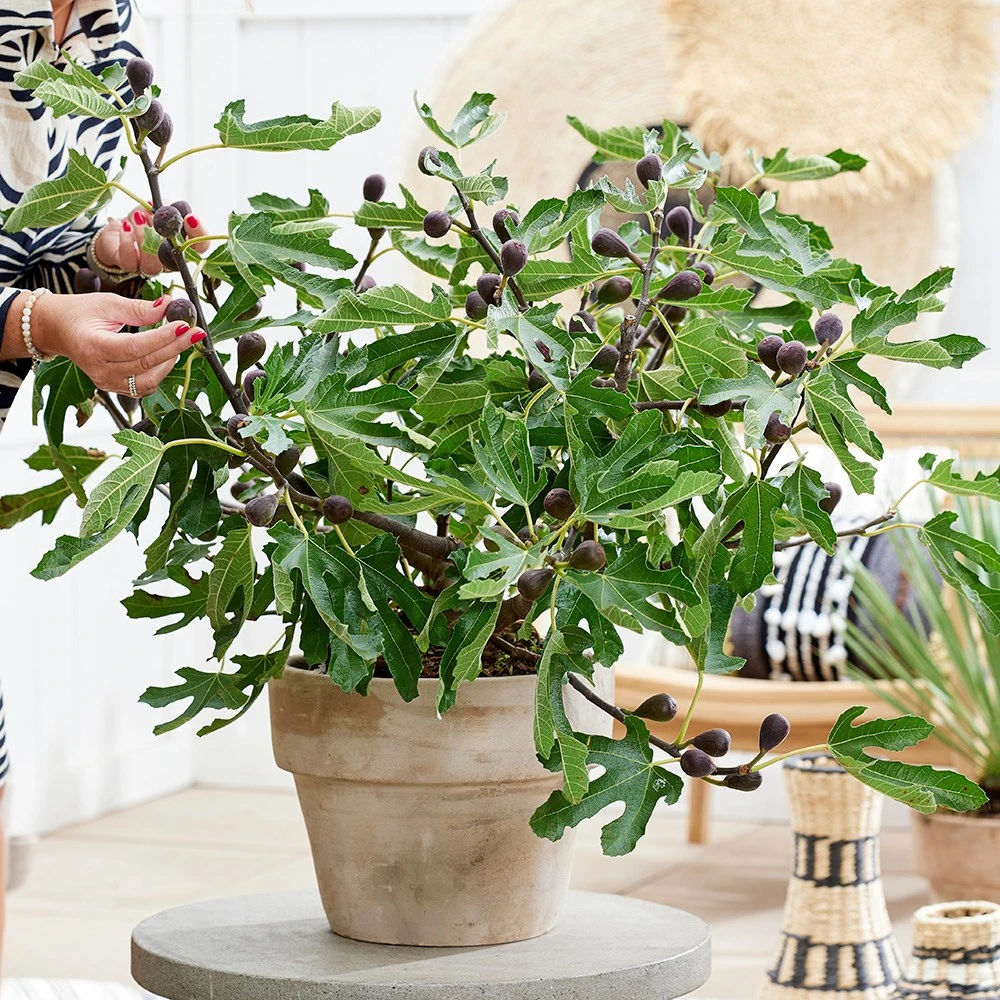 Fig Little Miss Figgy ('Lmf01') (PBR) 2 Fig Little Miss Figgy ('Lmf01') (PBR) - Image 2