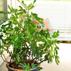 Fig Little Miss Figgy ('Lmf01') (PBR) 8 Fig Little Miss Figgy ('Lmf01') (PBR) -Plant Verdant Sales pl2000040198 card3 lg