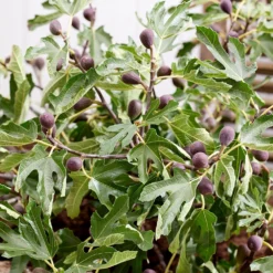 Fig Little Miss Figgy ('Lmf01') (PBR) 9 Fig Little Miss Figgy ('Lmf01') (PBR) -Plant Verdant Sales pl2000040198 card4 lg