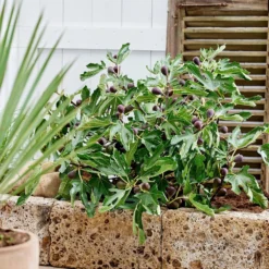 Fig Little Miss Figgy ('Lmf01') (PBR) 10 Fig Little Miss Figgy ('Lmf01') (PBR) -Plant Verdant Sales pl2000040198 card5 lg