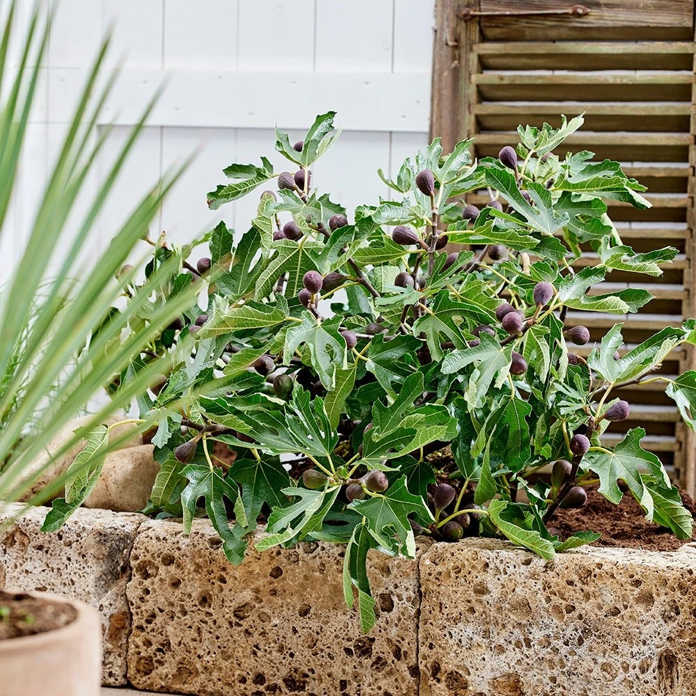 Fig Little Miss Figgy ('Lmf01') (PBR) 5 Fig Little Miss Figgy ('Lmf01') (PBR) - Image 5