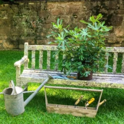 Fig Little Miss Figgy ('Lmf01') (PBR) 11 Fig Little Miss Figgy ('Lmf01') (PBR) -Plant Verdant Sales pl2000040198 card6 lg