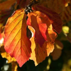 Parrotia Persica 5 Parrotia Persica -Plant Verdant Sales pl2000040236 card3 lg