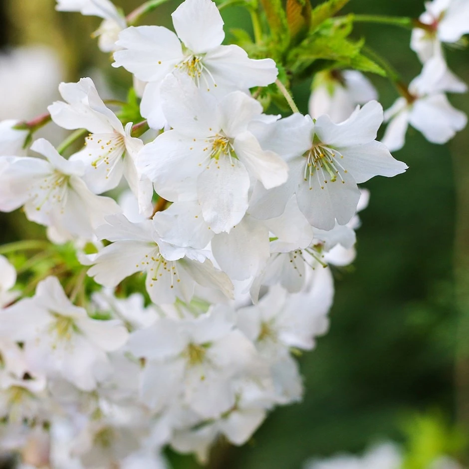 Prunus Incisa F. 'Yamadei' 1 Prunus Incisa F. 'Yamadei'
