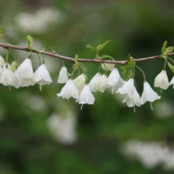 Halesia Carolina