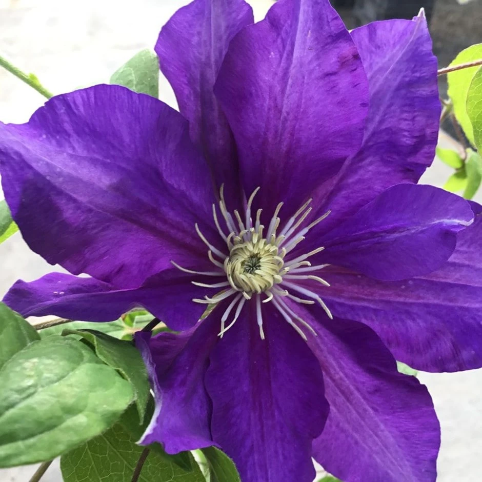 Clematis Duchess Of Cornwall ('Evipo118') (PBR) 1 Clematis Duchess Of Cornwall ('Evipo118') (PBR)
