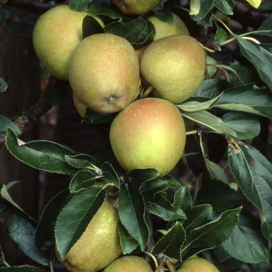 Apple 'Herefordshire Russet' (PBR) 1 Apple 'Herefordshire Russet' (PBR)