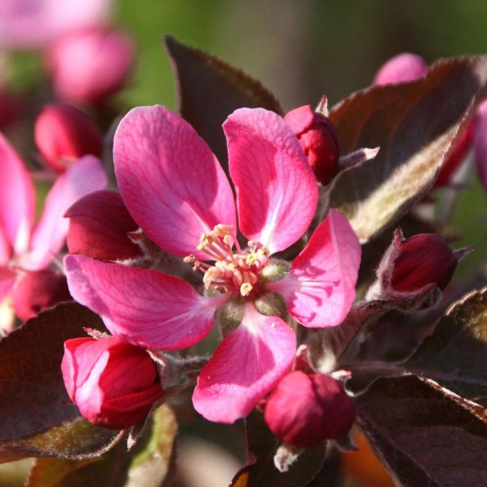 Apple Tickled Pink ('Baya Marisa') 2 Apple Tickled Pink ('Baya Marisa') - Image 2