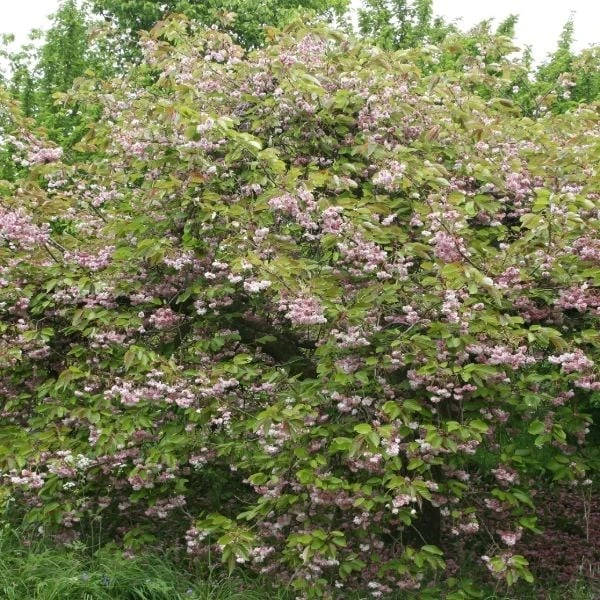 Prunus 'Kofugen' 2 Prunus 'Kofugen' - Image 2