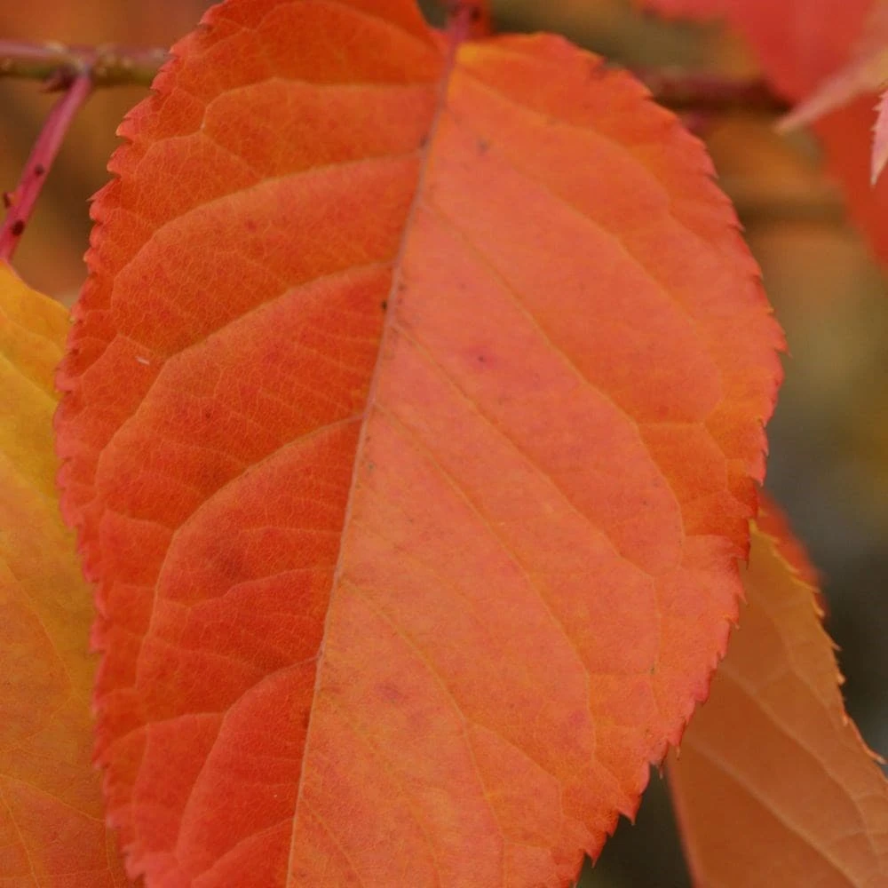 Prunus 'Kofugen' 4 Prunus 'Kofugen' - Image 4