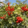 Sorbus Aucuparia