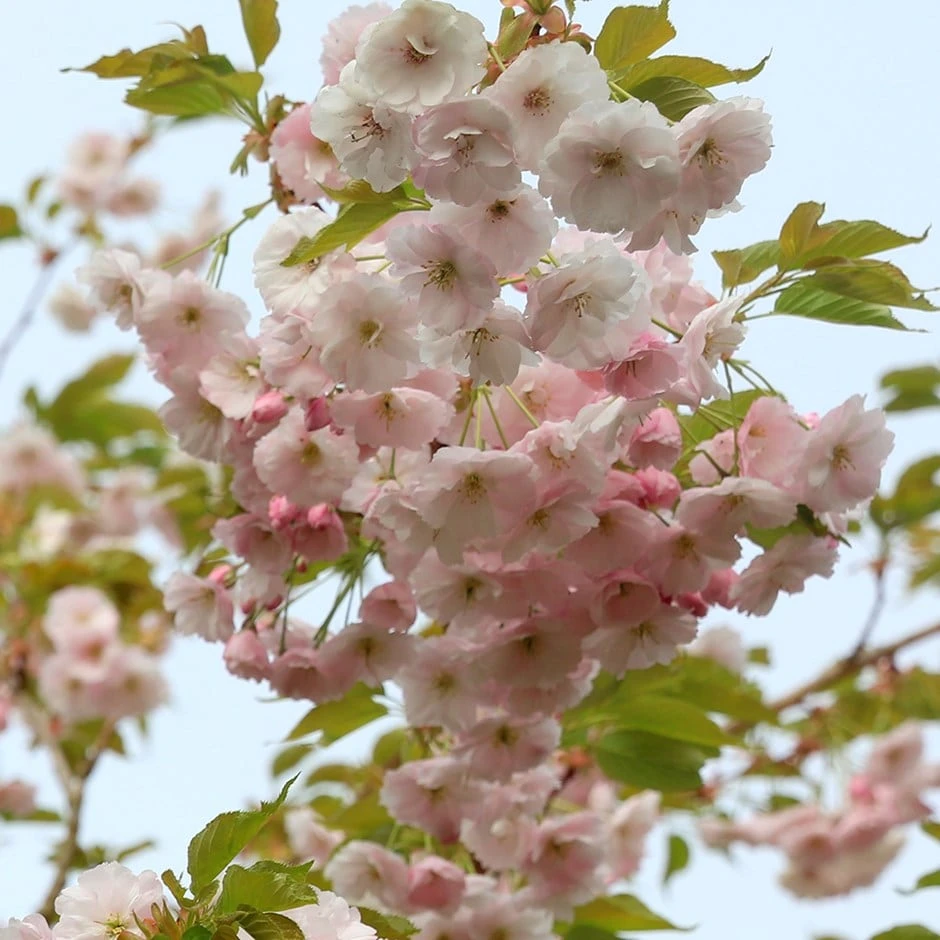 Prunus 'Ichiyo' 1 Prunus 'Ichiyo'