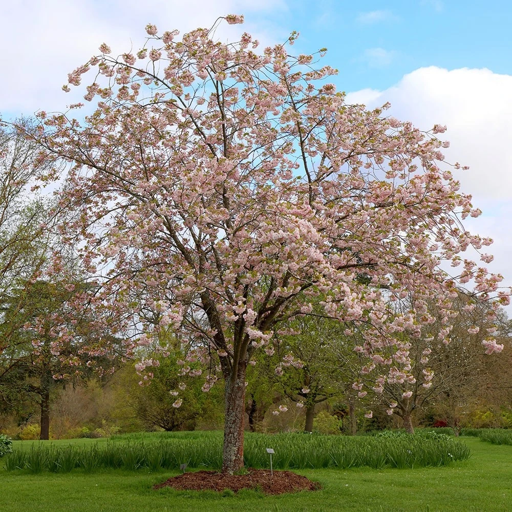 Prunus 'Ichiyo' 2 Prunus 'Ichiyo' - Image 2