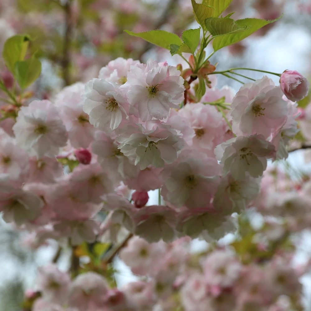 Prunus 'Ichiyo' 5 Prunus 'Ichiyo' - Image 5
