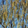 Betula 'Fascination'