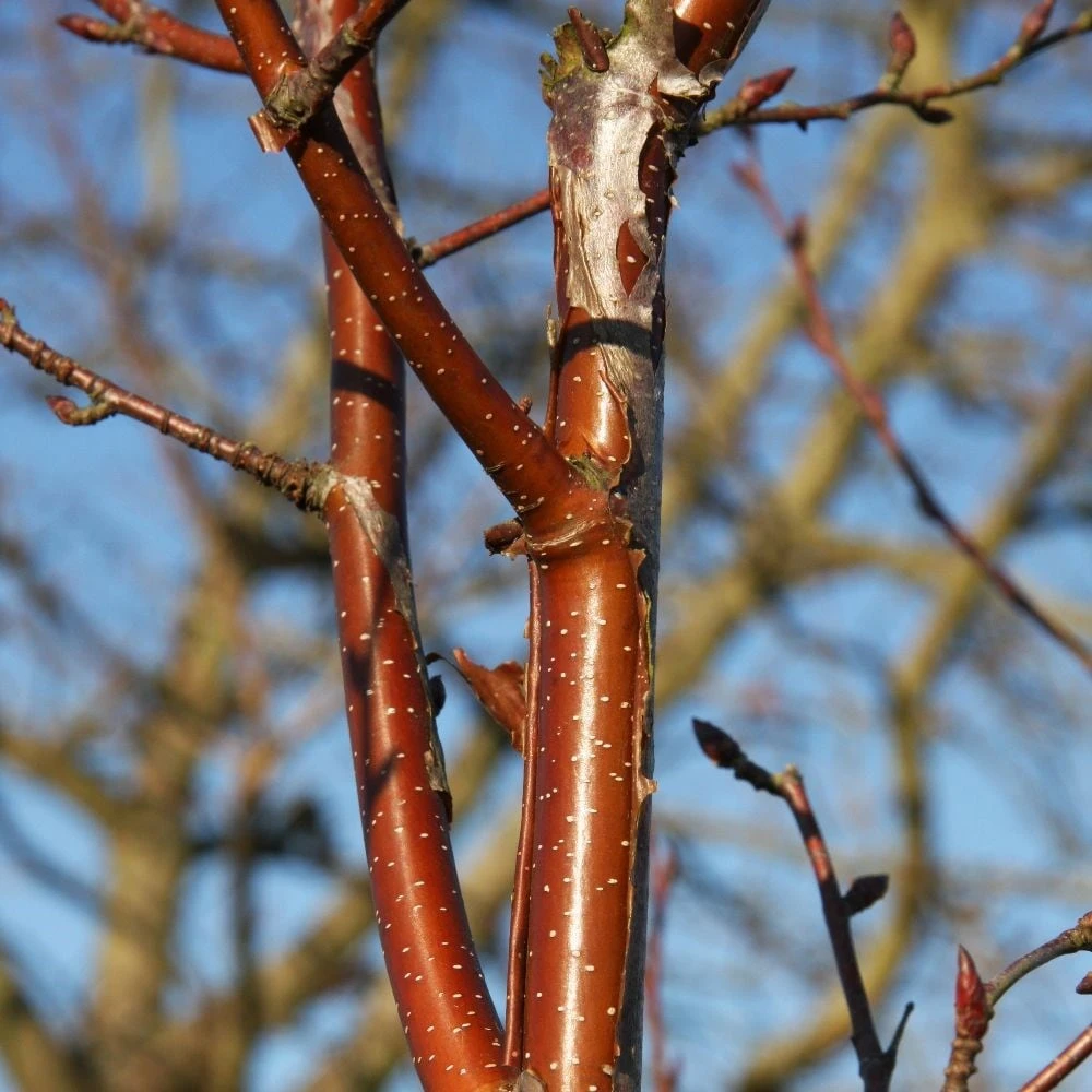 Betula 'Fascination' 2 Betula 'Fascination' - Image 2