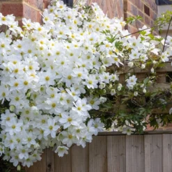 Clematis × Cartmanii 'Avalanche' (PBR) 7 Clematis × Cartmanii 'Avalanche' (PBR) -Plant Verdant Sales pl2000041160 card3 lg