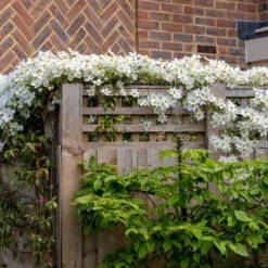 Clematis × Cartmanii 'Avalanche' (PBR) 8 Clematis × Cartmanii 'Avalanche' (PBR) -Plant Verdant Sales pl2000041160 card4 lg