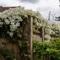 Clematis × Cartmanii 'Avalanche' (PBR) 9 Clematis × Cartmanii 'Avalanche' (PBR) -Plant Verdant Sales pl2000041160 card5 lg