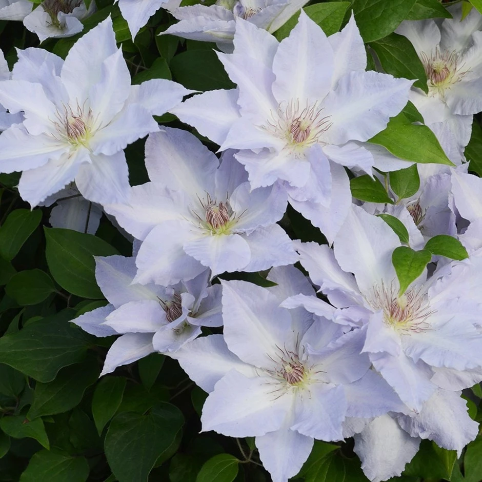 Clematis Tranquilité ('Evipo111') (PBR) (Boulevard Series) 1 Clematis Tranquilité ('Evipo111') (PBR) (Boulevard Series)