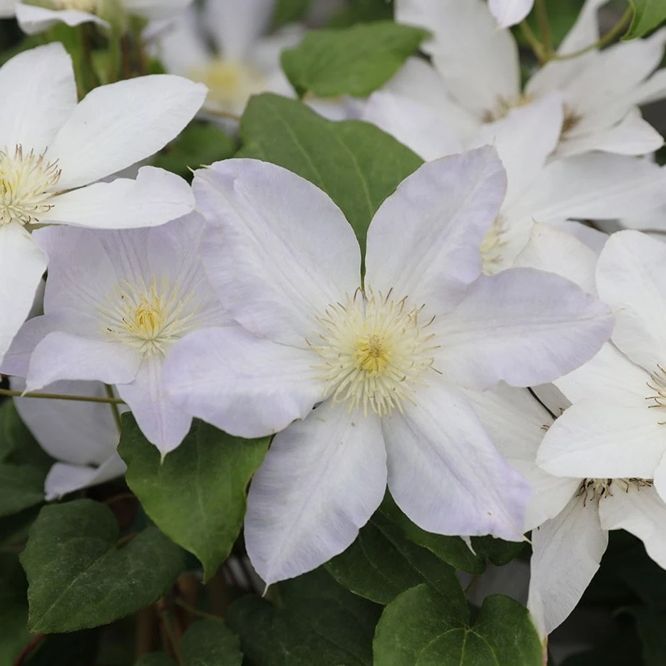Clematis Ice Blue ('Evipo003') (PBR) (Prairie Series) 1 Clematis Ice Blue ('Evipo003') (PBR) (Prairie Series)