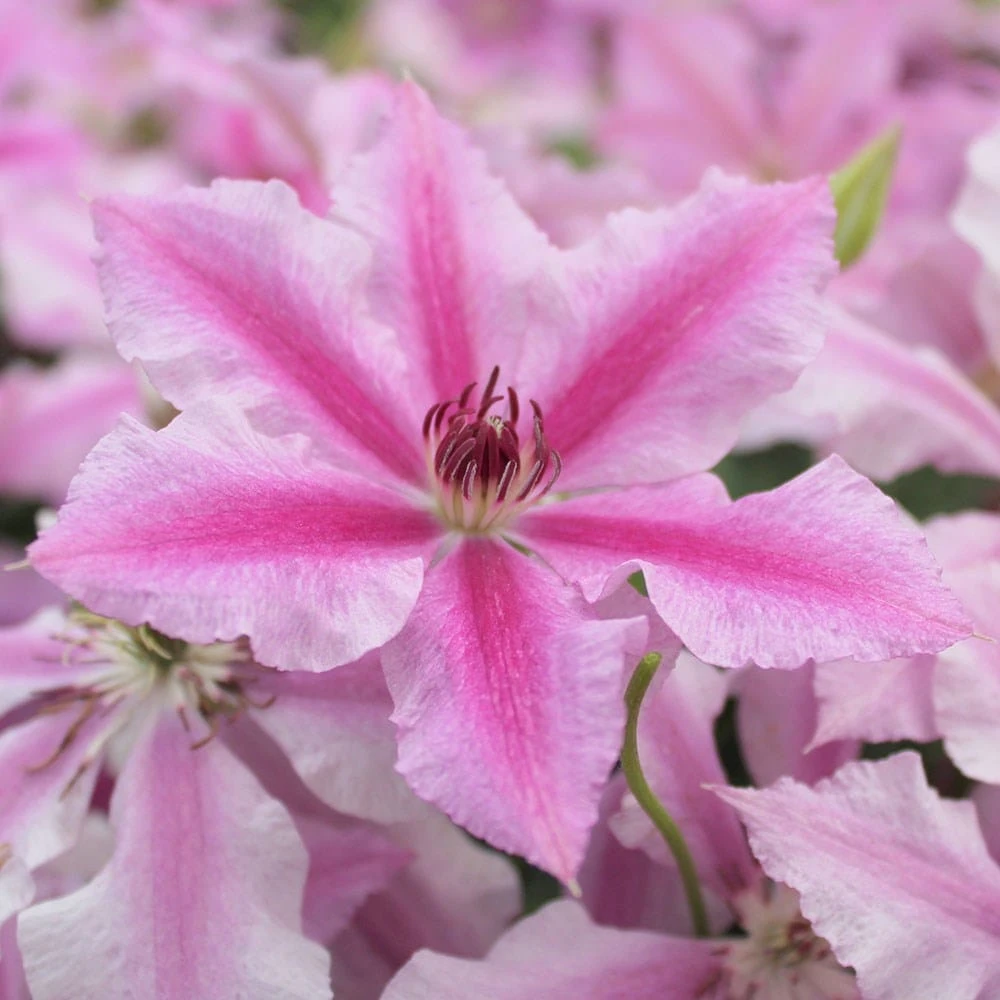 Clematis Ooh La La ('Evipo041') (PBR) (Boulevard Series) 2 Clematis Ooh La La ('Evipo041') (PBR) (Boulevard Series) - Image 2